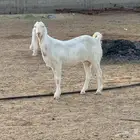 للبيع معزا مشاريك بيض