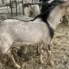 تيس طيب ثني على وشك يقلع رباع