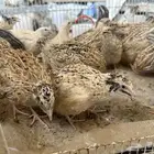 سمان فري ماشالله اسمان صحه ونظافه الموقع الأحساء القرين