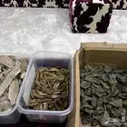 عرض لفترة محدود الاوقيه 15 ريال كلمنتان محسن سوبر.