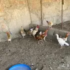 أعرض لكم دجاج حضان بلدي