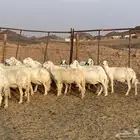 ضان حريات