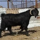 تيس قبرصي صنف اسود فحل فاخر