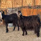 معزا عوارض مضريع فحص سونار