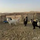 غنم