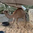 قعود طيب العمر 10 شهور