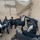 تيوس
