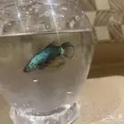 سمك فايتر انثى فايتر