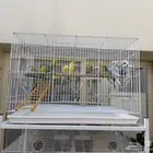 14 طير بادجي للبيع جملة
