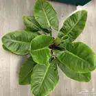 نبتة عصفور الجنة