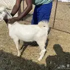 تيس سمين للبيع