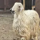 فحل عيسي غير مشروط