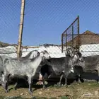 معزا مصريات صنف شهب دفيع ومضاريع شرط