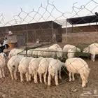 بهم حري عدد للبيع عدد 26 شي فاخر من الاخر اكله نظيف من المز