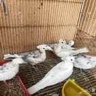 بيشة قماري للبيع