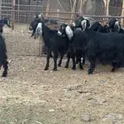 مراح جفار عوارض مضاريع
