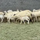 شياه رفيديات صنف مراح واحد الأغلب جذعة ثنية ورباع