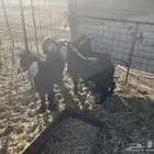 تيوس ذبايح