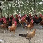ديوك ودجاج بياض