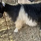 عنز تحتها 2 للبيع العنز كفوو وجرمها كبير وحليب