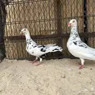 ثلاث اجواز - دنش تايقر - منتجات