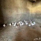 حمام هومر ومهمر وهجين حب رمان