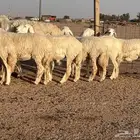 غنم حريات مواليد13