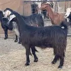 11 معزا عوارض دفيع مقنوي طيب ماشاءالله تم البيع