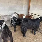 معزا عوارض ومشاريك