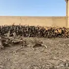 سياره تويوتا