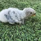 فروخ روز تقبل الغز