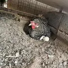 دجاجة نايمة على البيض