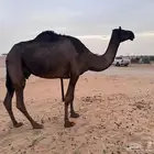 خلفة مجهم بكر تحتها قعود