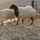 نعيميات طيبه ودفيع شرط