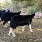 رخال نجد صنف نوادر