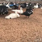 بط مسكوفي سوداني منتج