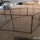 شبك عنم