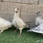 زاجل زينه