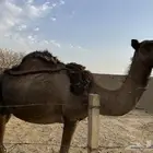 خلفه ثنو تحتها بكره حقه