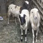 كباشه لبيع 3