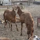طليان سواكني حمرية مرابي