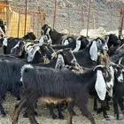 معزاء طيبه ومشروطه