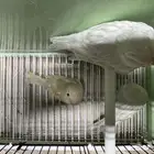 للبيع زوجين كناري لون