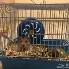 هامستر امريكي