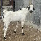 تيس فحل