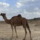 ناقه للبيع