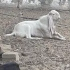 تيس هولندي وتيس عارضي