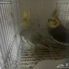 سلام عليكم ذكرين كروان