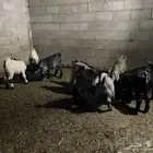 تيوس وجفار للبيع