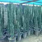 شتلات مثمره متنوعه درجه اولى